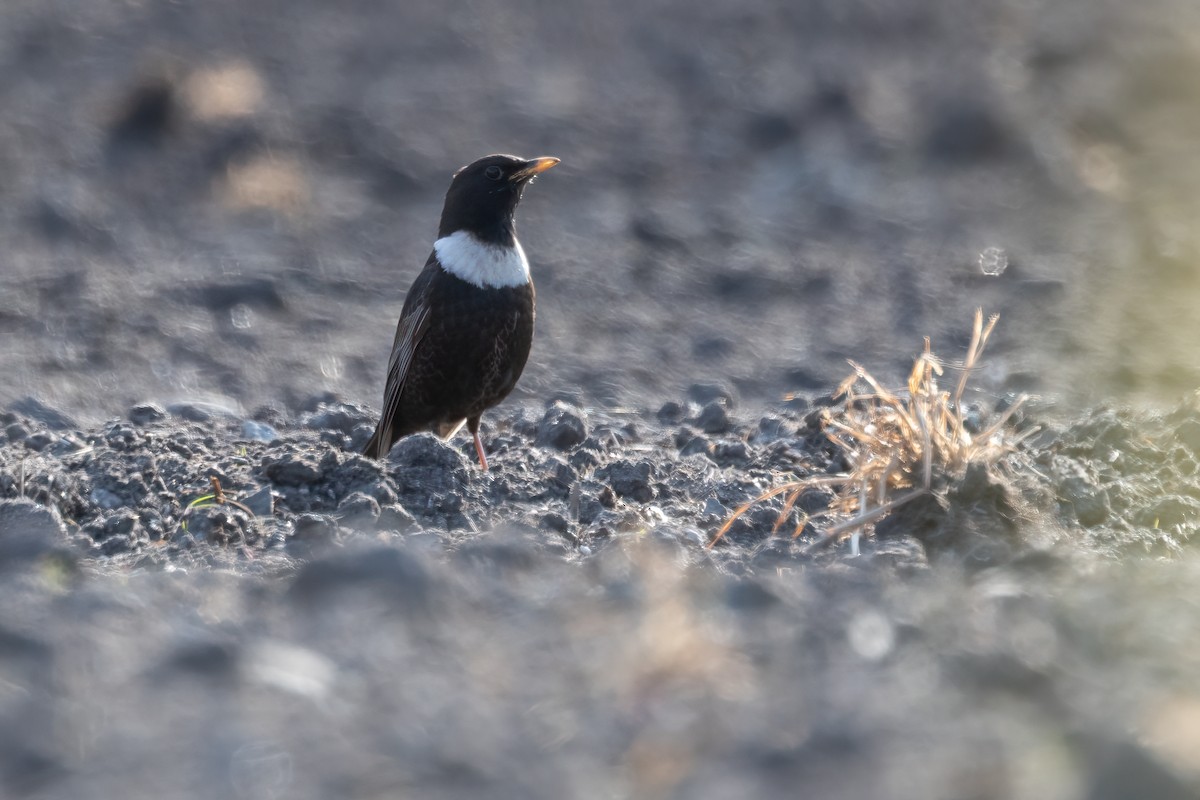 Ring Ouzel - ML637653615