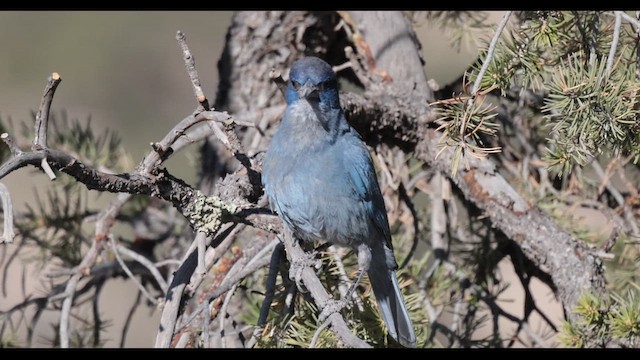 Pinyon Jay - ML637653616
