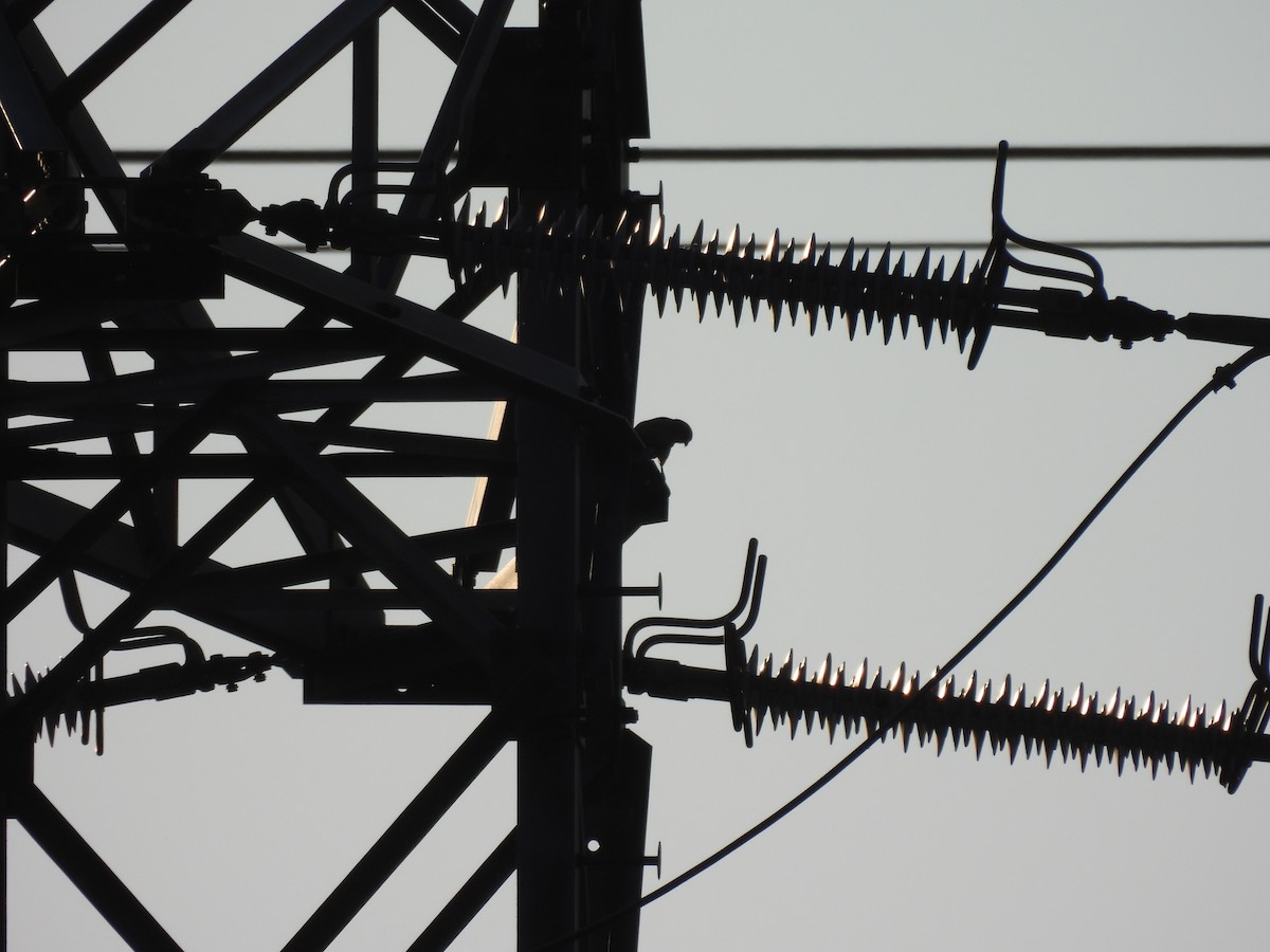 Eurasian Kestrel - ML637653624