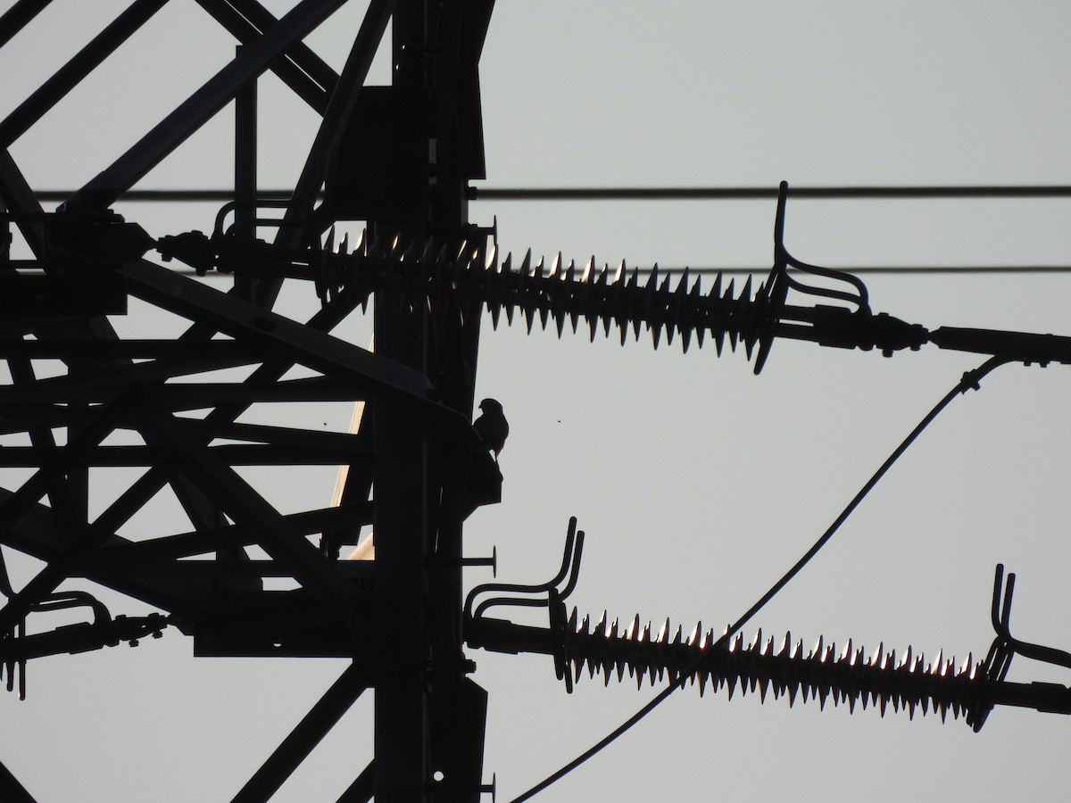 Eurasian Kestrel - ML637653625