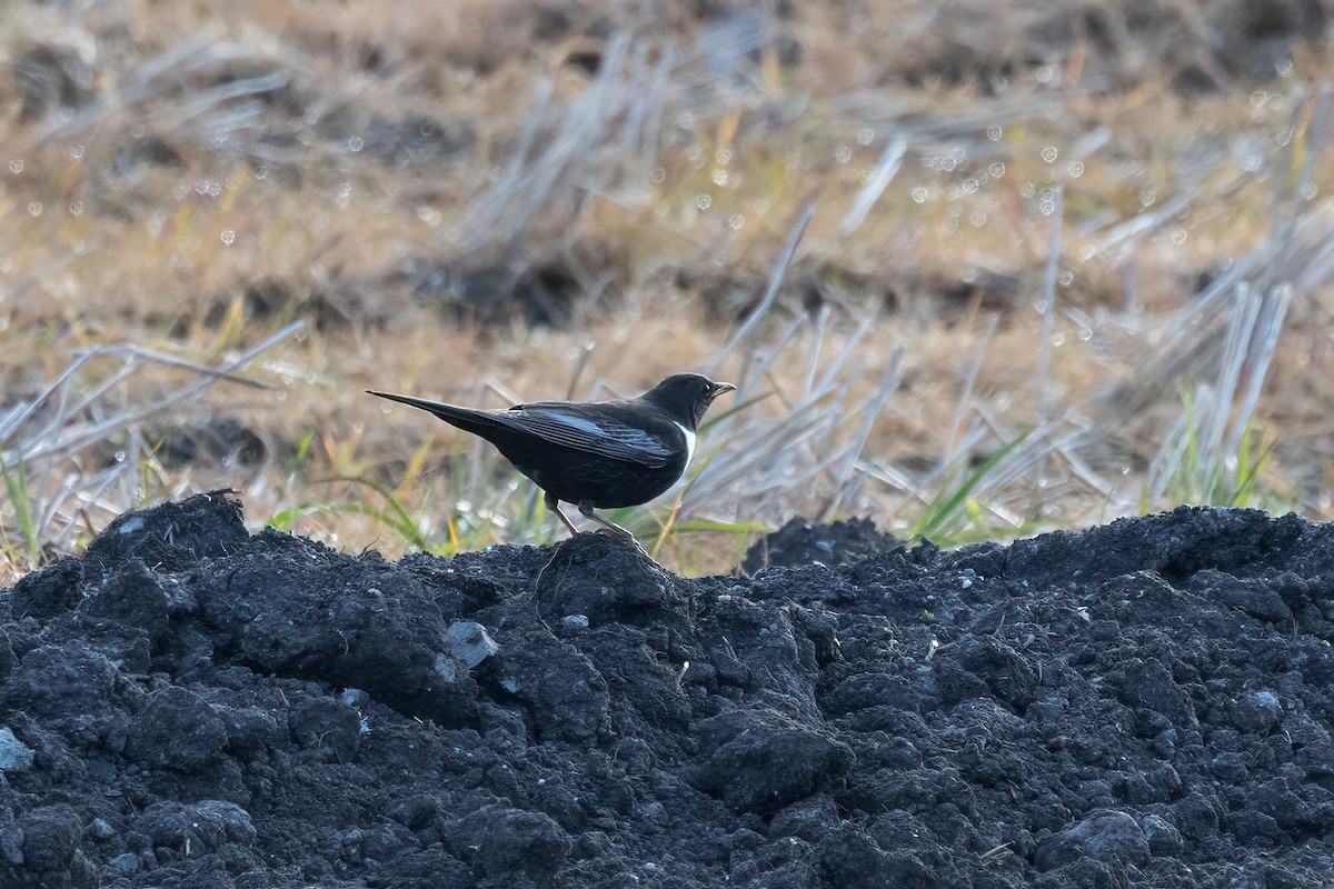 Ring Ouzel - ML637653626