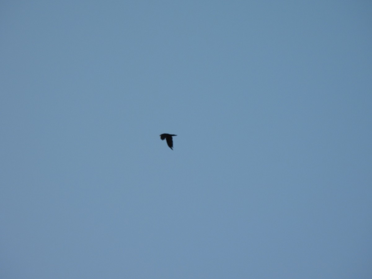 Common Raven - ML637653649