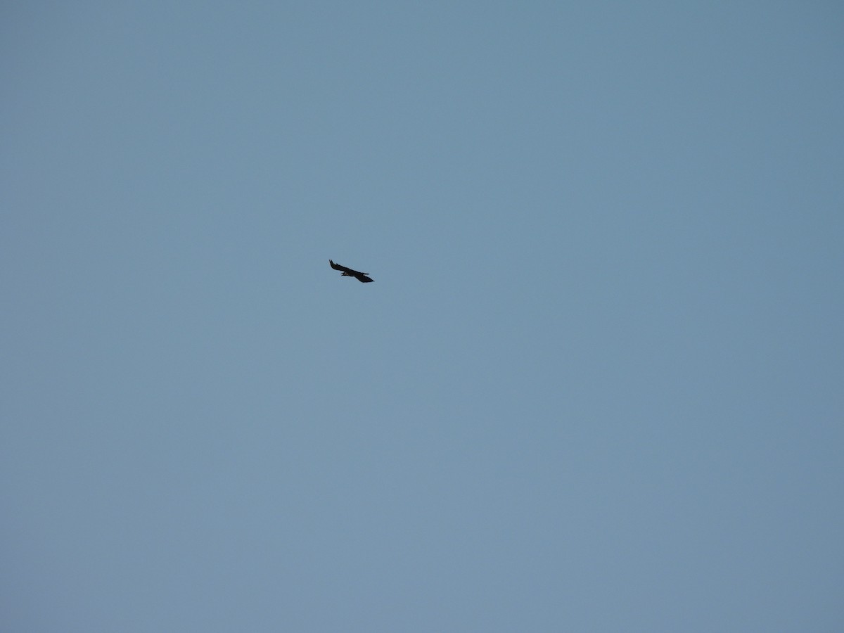 Common Raven - ML637653650