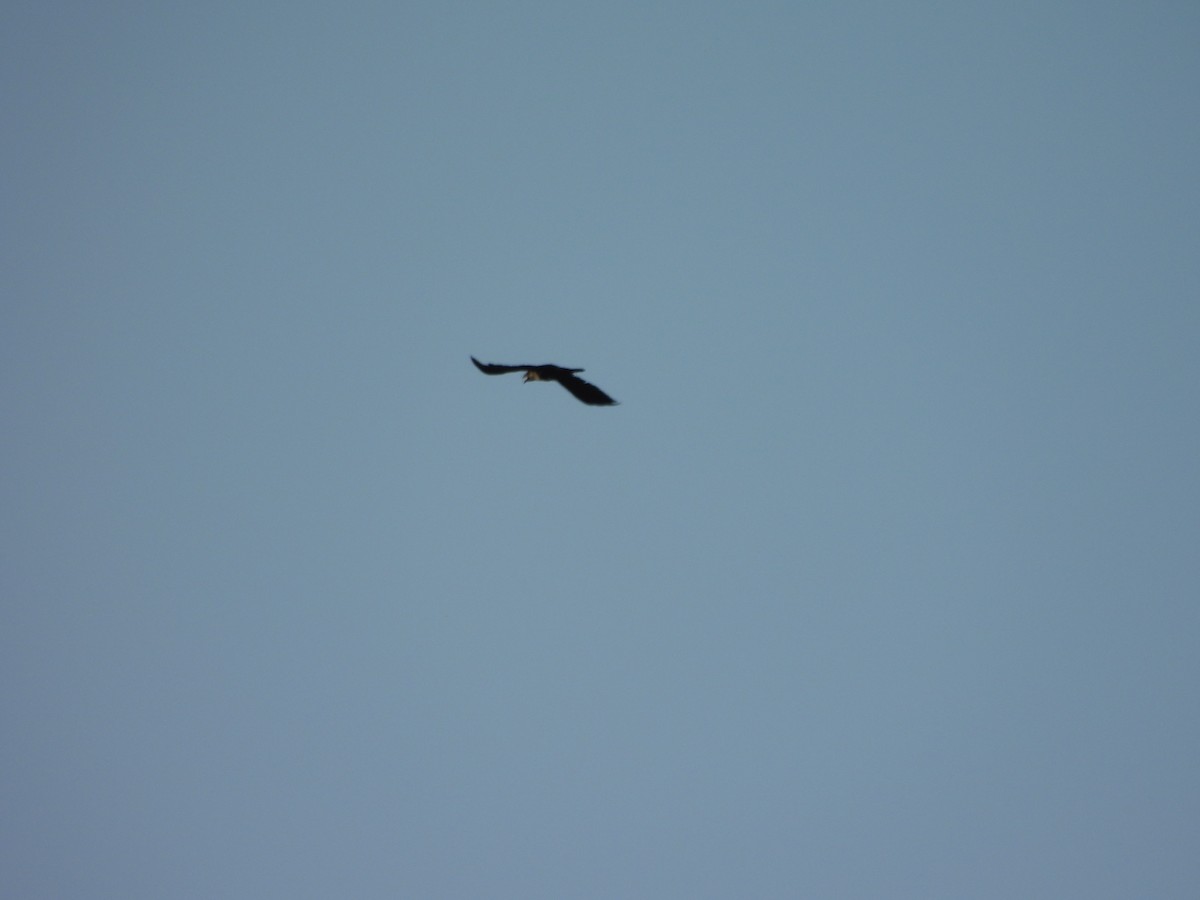 Common Raven - ML637653651