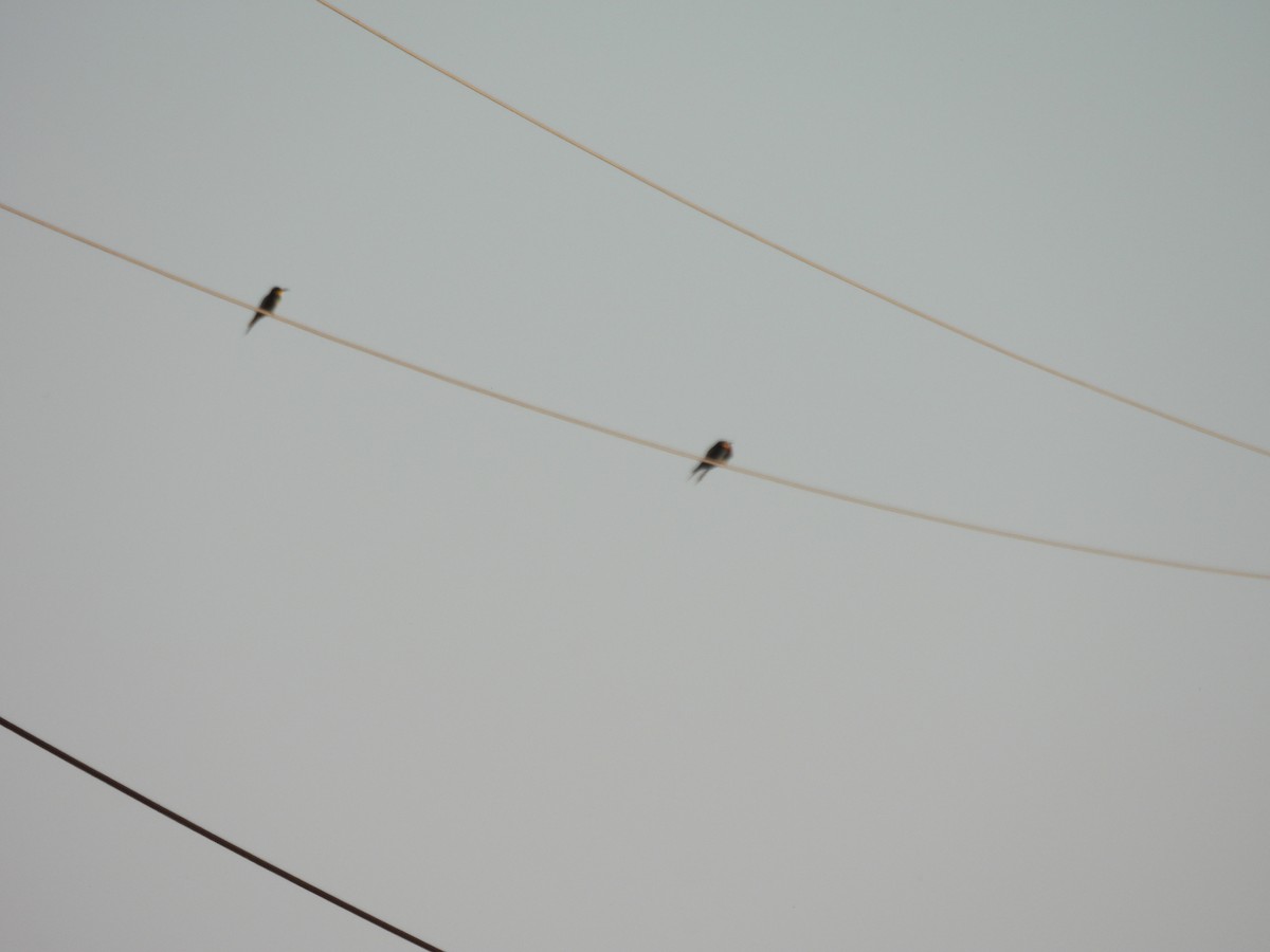 European Bee-eater - ML637653655