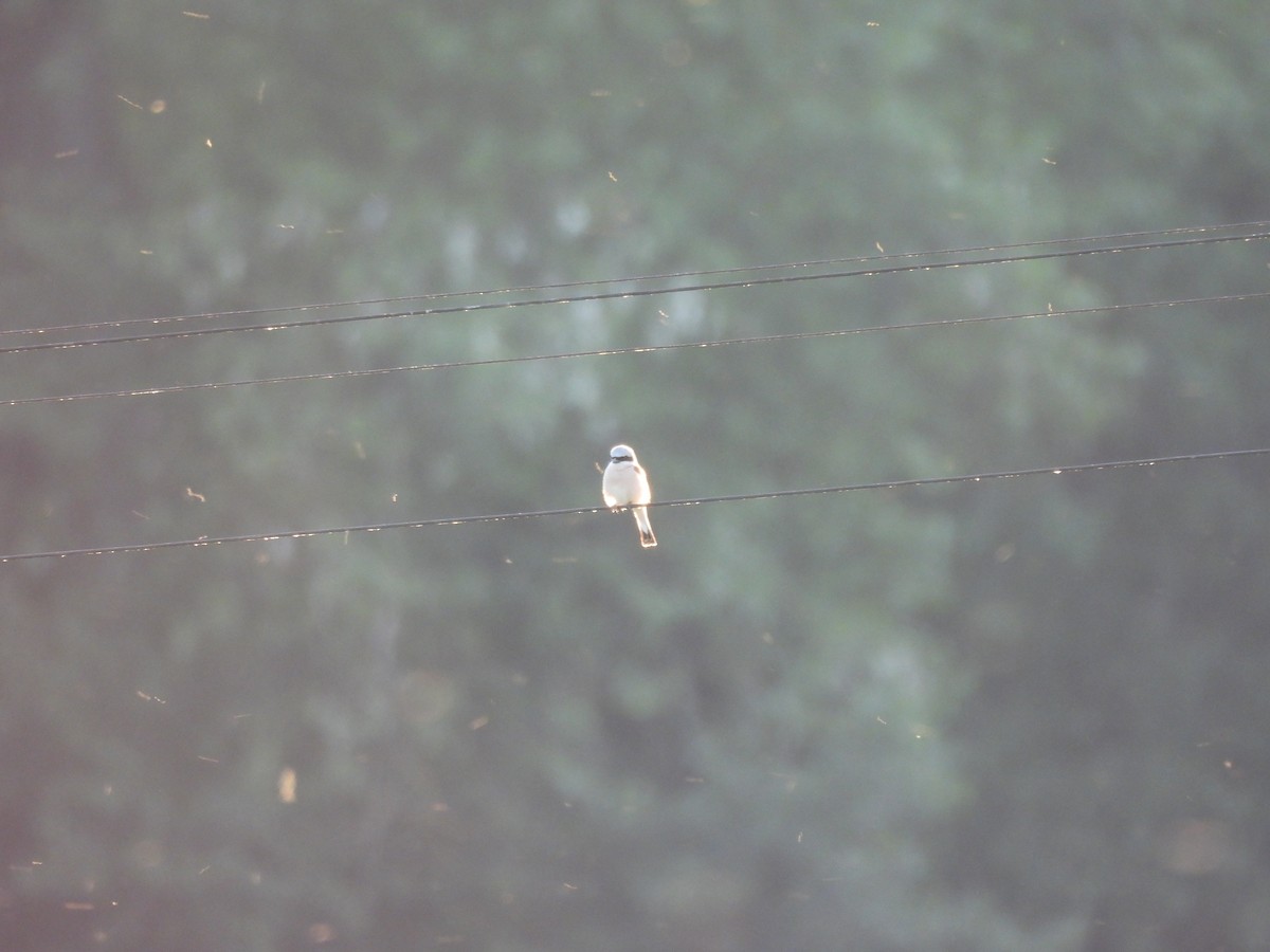 Red-backed Shrike - ML637653664