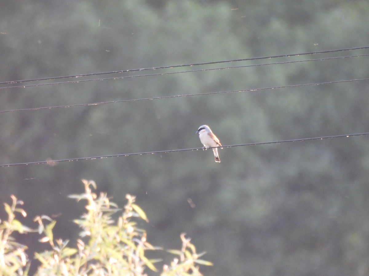 Red-backed Shrike - ML637653665