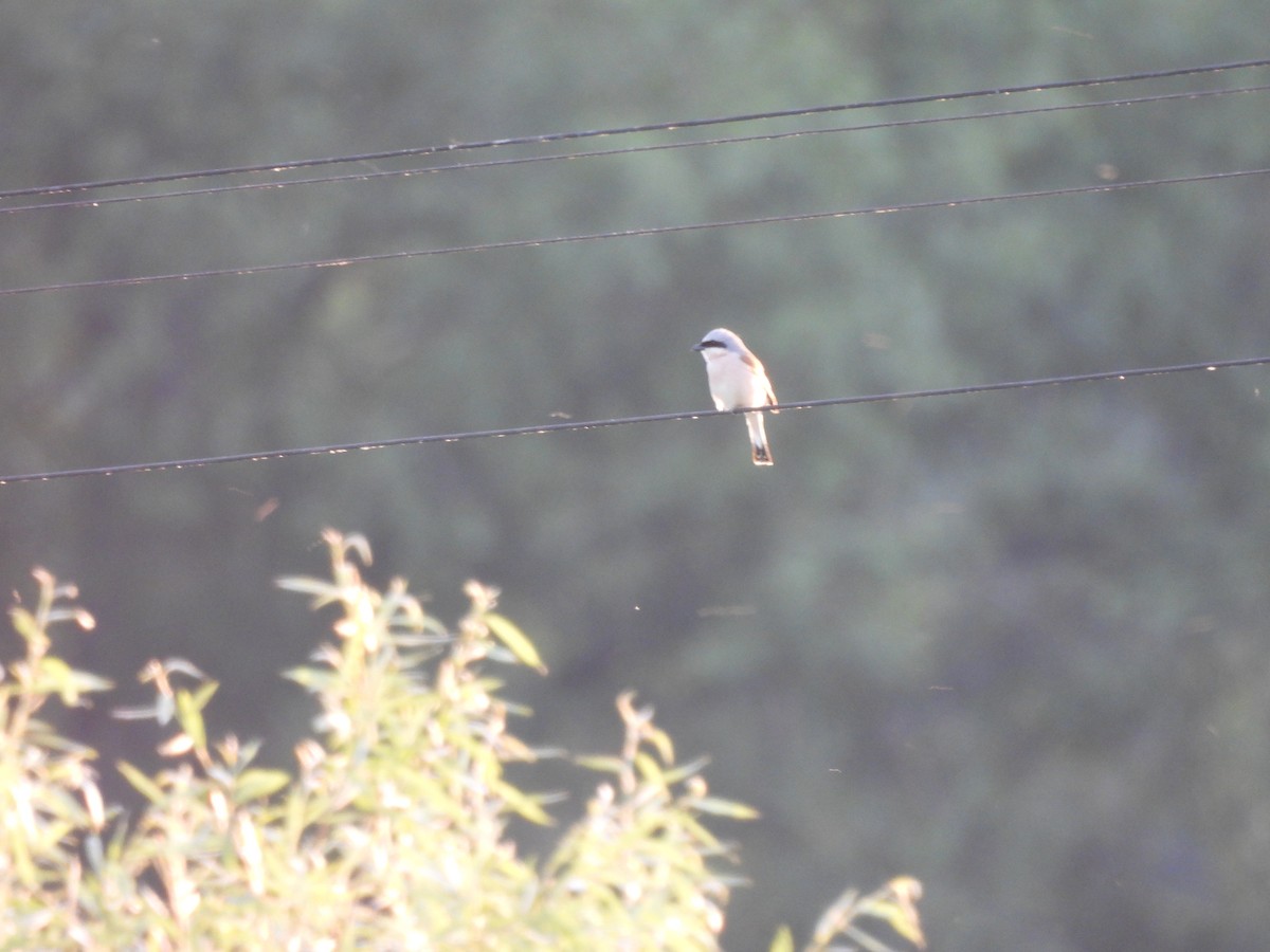 Red-backed Shrike - ML637653670