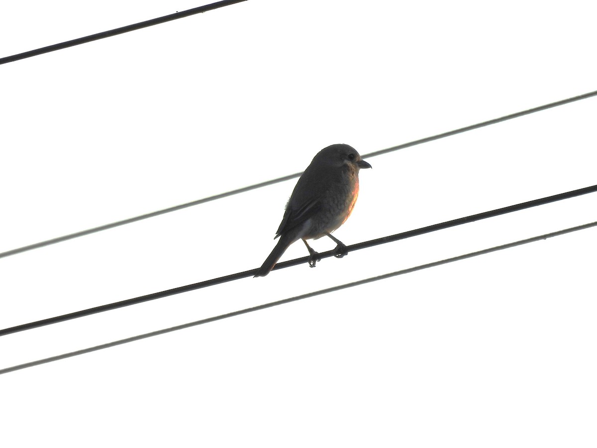 Red-backed Shrike - ML637653672