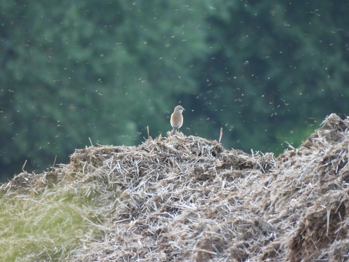 Red-backed Shrike - ML637653676