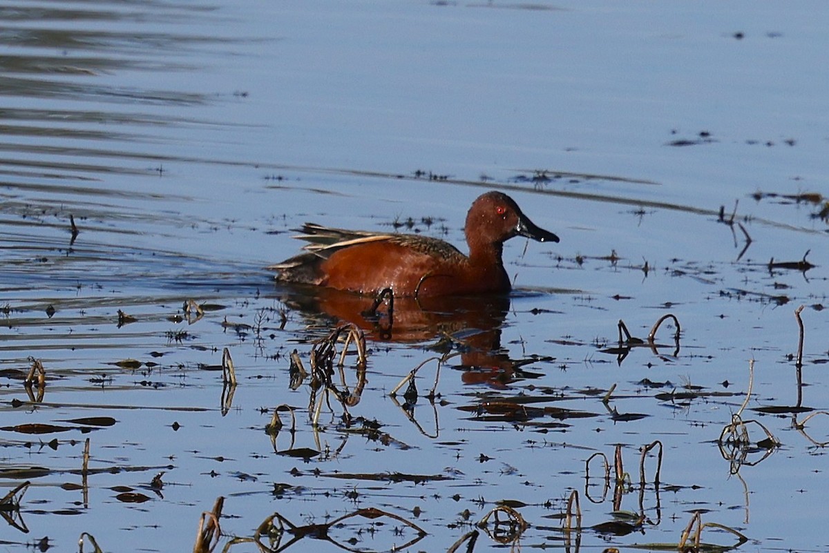 Cinnamon Teal - ML637653702