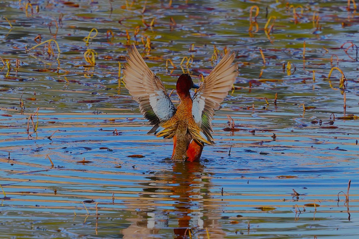 Cinnamon Teal - ML637653703