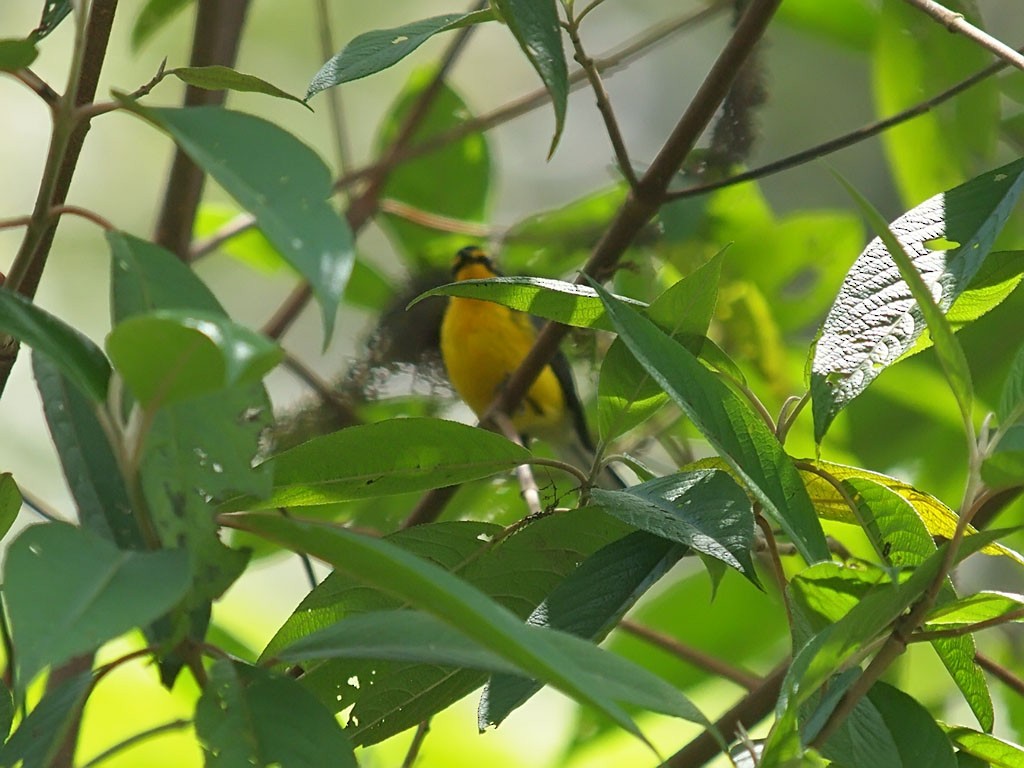 Spectacled Redstart - ML637653725