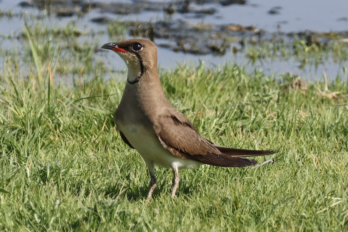 Collared Pratincole - ML637653726