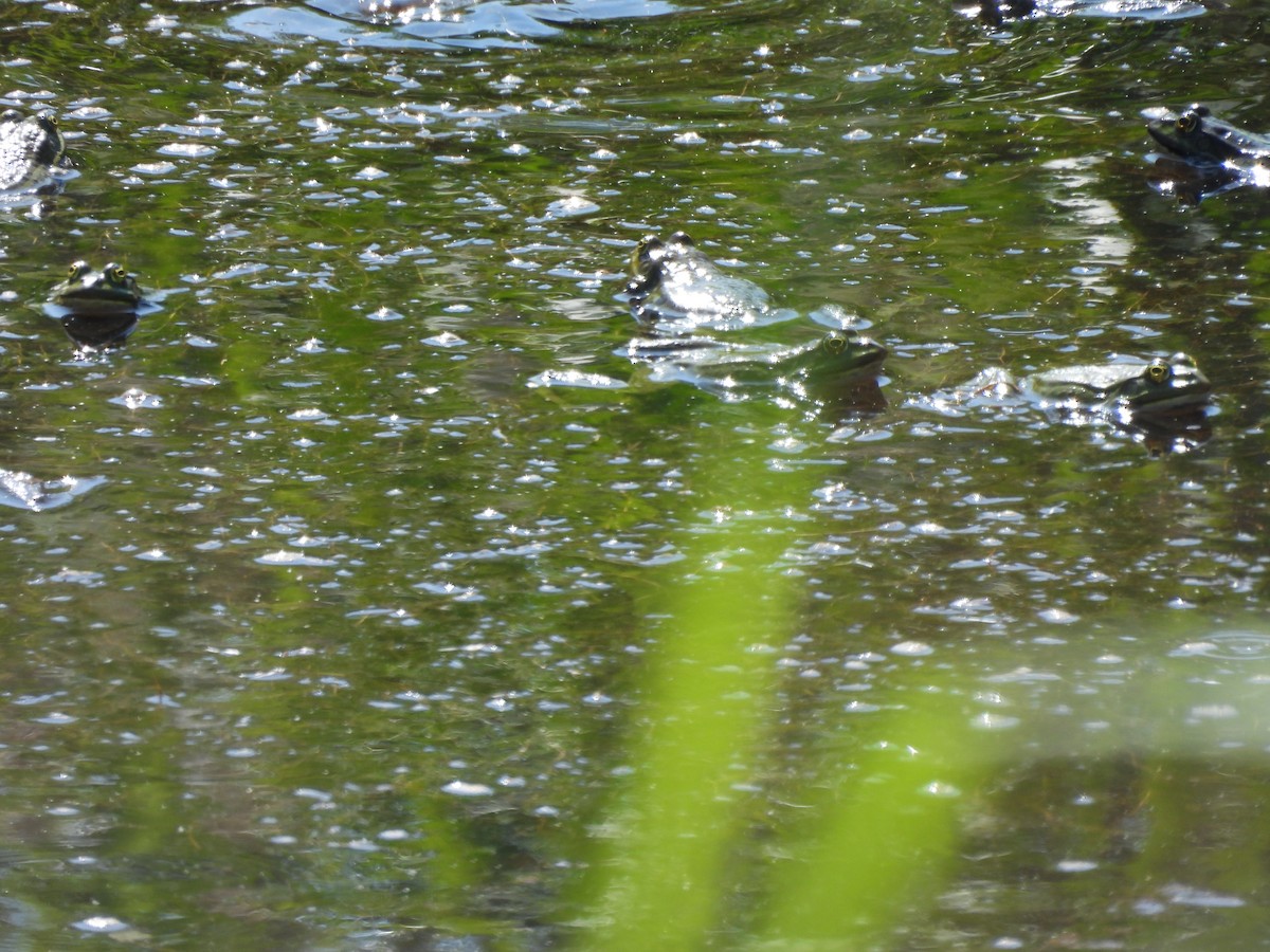 Amphibians - ML637653751