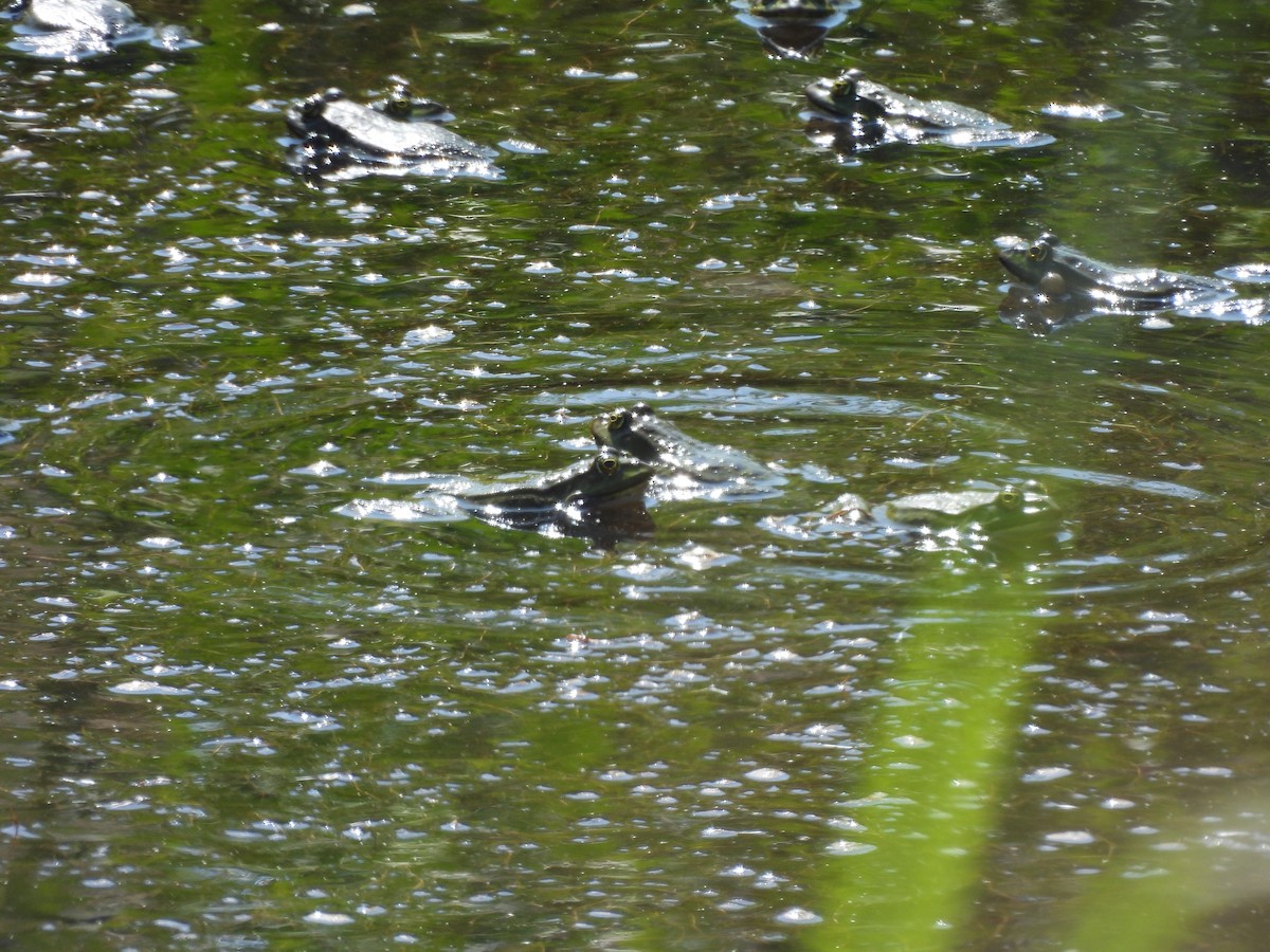 Amphibians - ML637653752