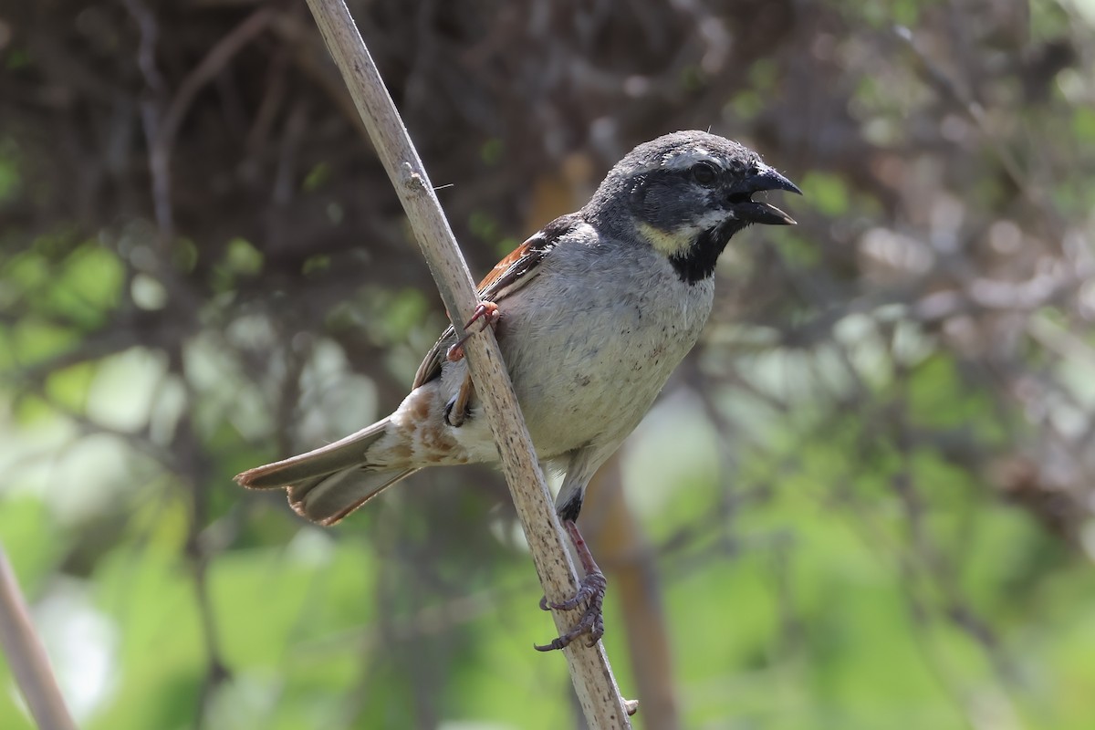 Dead Sea Sparrow - ML637653754