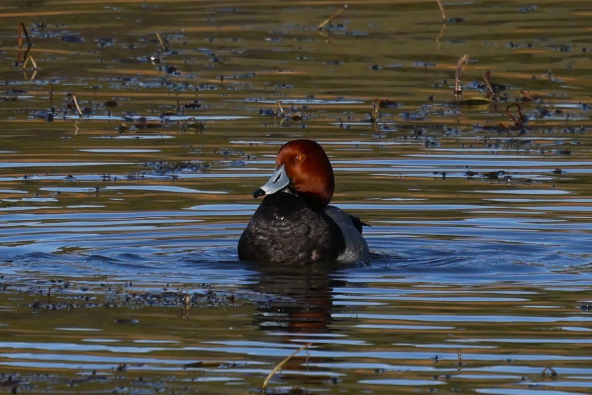 Redhead - ML637653774