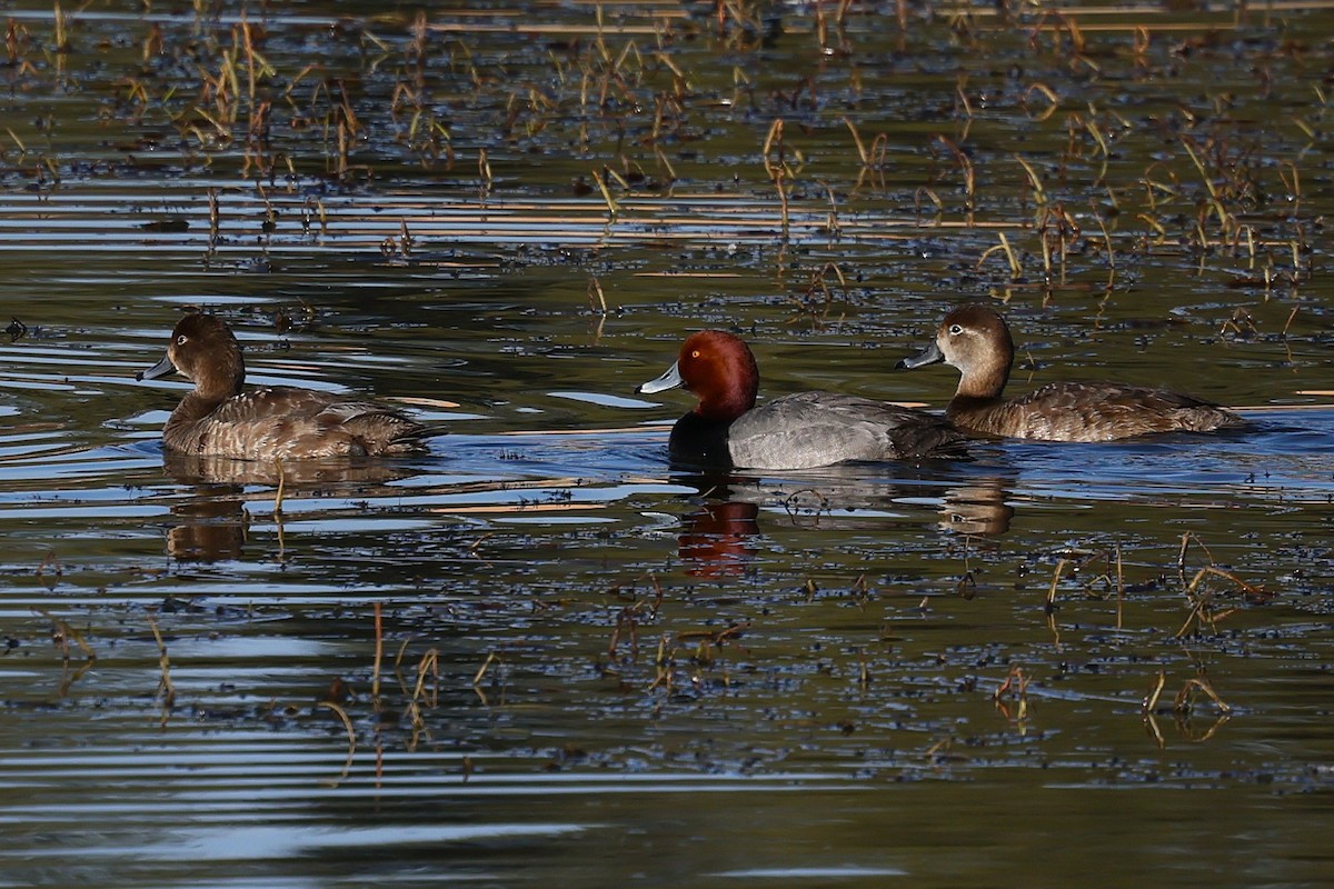 Redhead - ML637653776