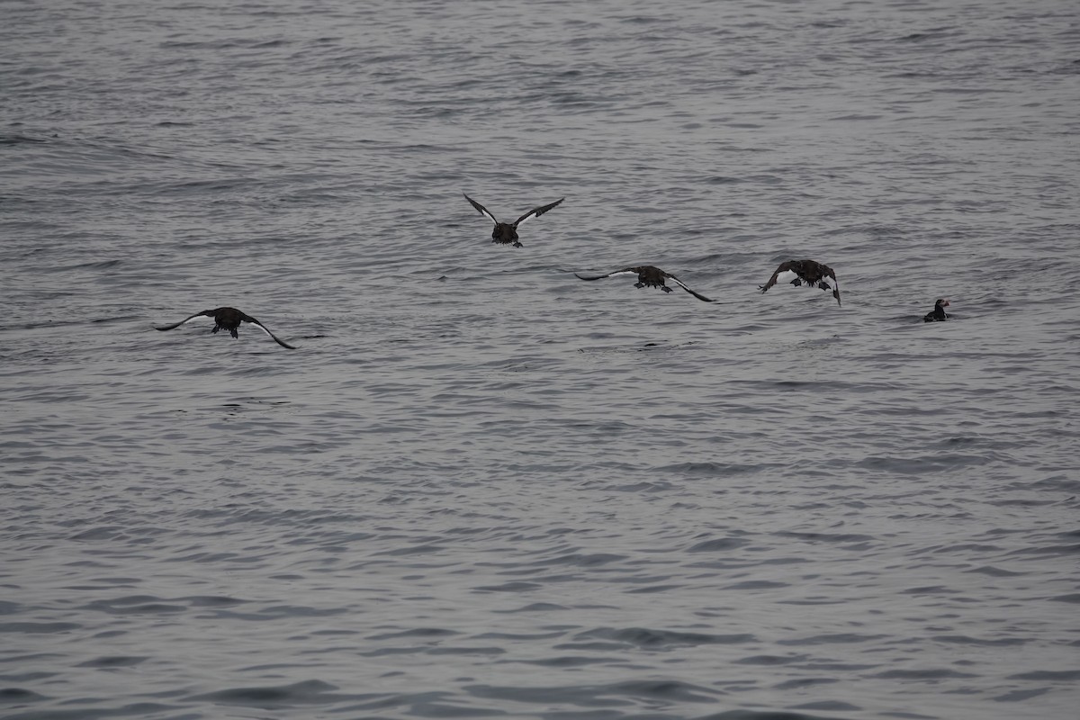 White-winged Scoter - ML637653779