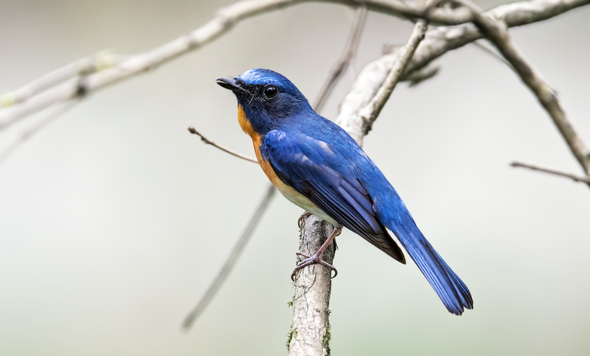 Hainan Blue Flycatcher - ML637653786