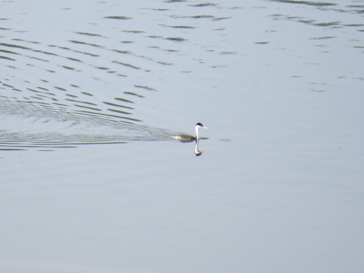 Western Grebe - ML637653848