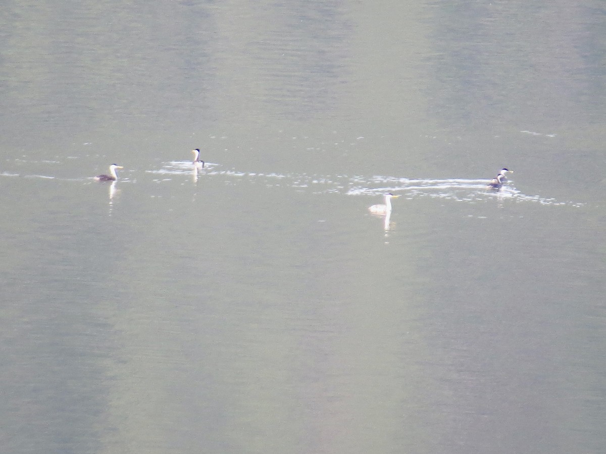Western Grebe - ML637653859