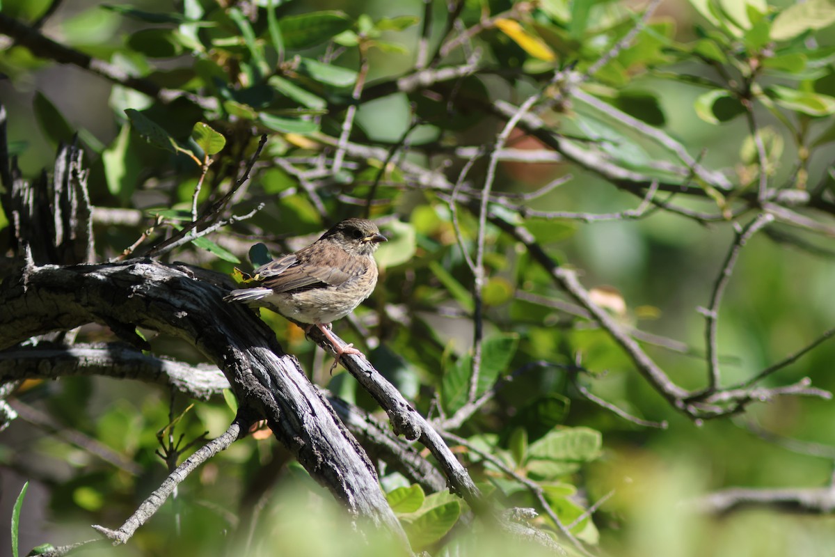 Dark-eyed Junco - ML637653891