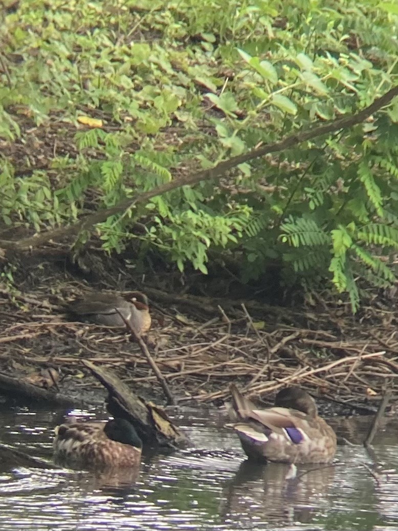 Green-winged Teal - ML637653941