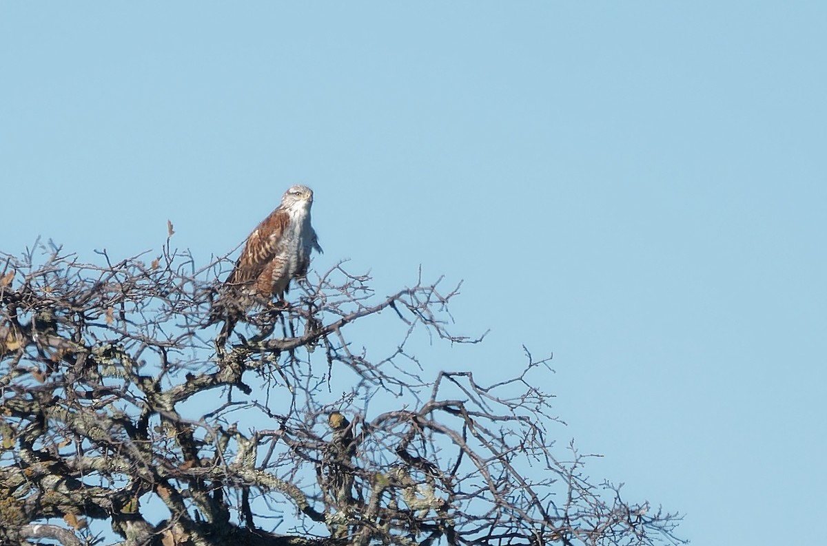 Ferruginous Hawk - ML637654061