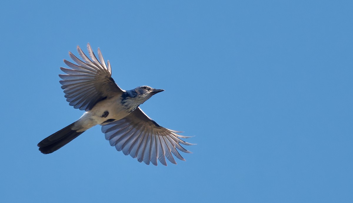 California Scrub-Jay - ML637654068