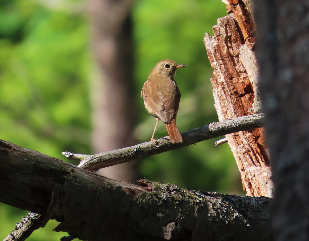 Hermit Thrush - ML637654098