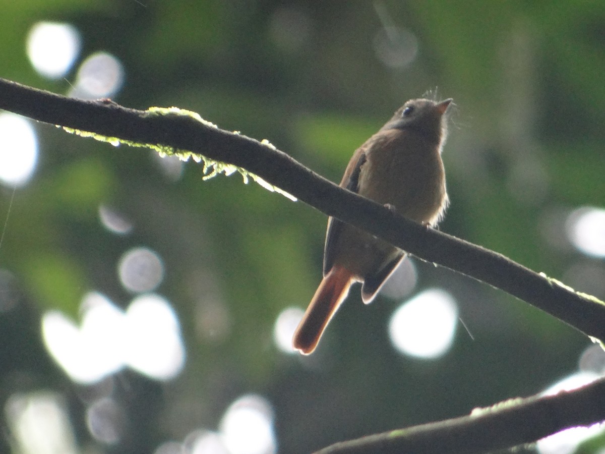 Ruddy-tailed Flycatcher - Ariel  Salinas
