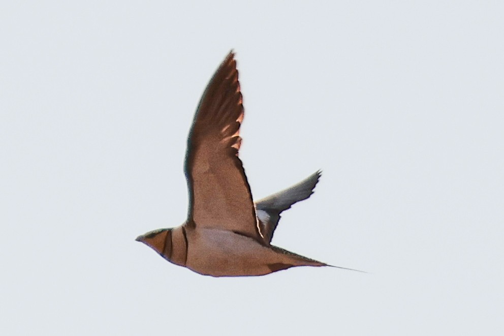 Pin-tailed Sandgrouse - ML637654112