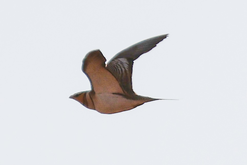 Pin-tailed Sandgrouse - ML637654113
