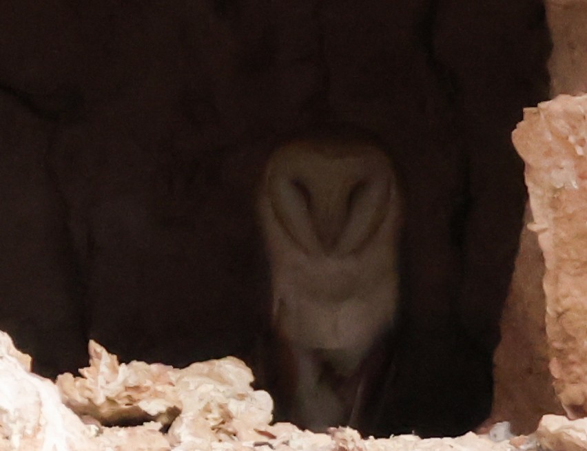 Western Barn Owl - ML637654204