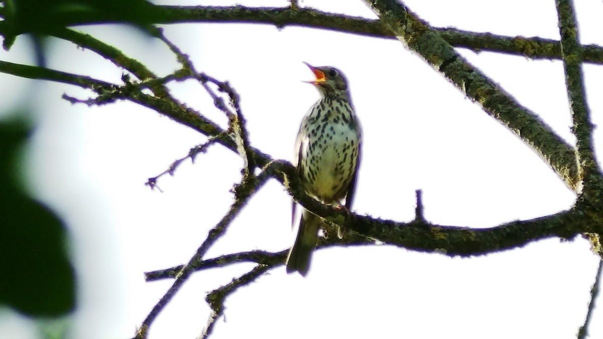 Song Thrush - ML637654267