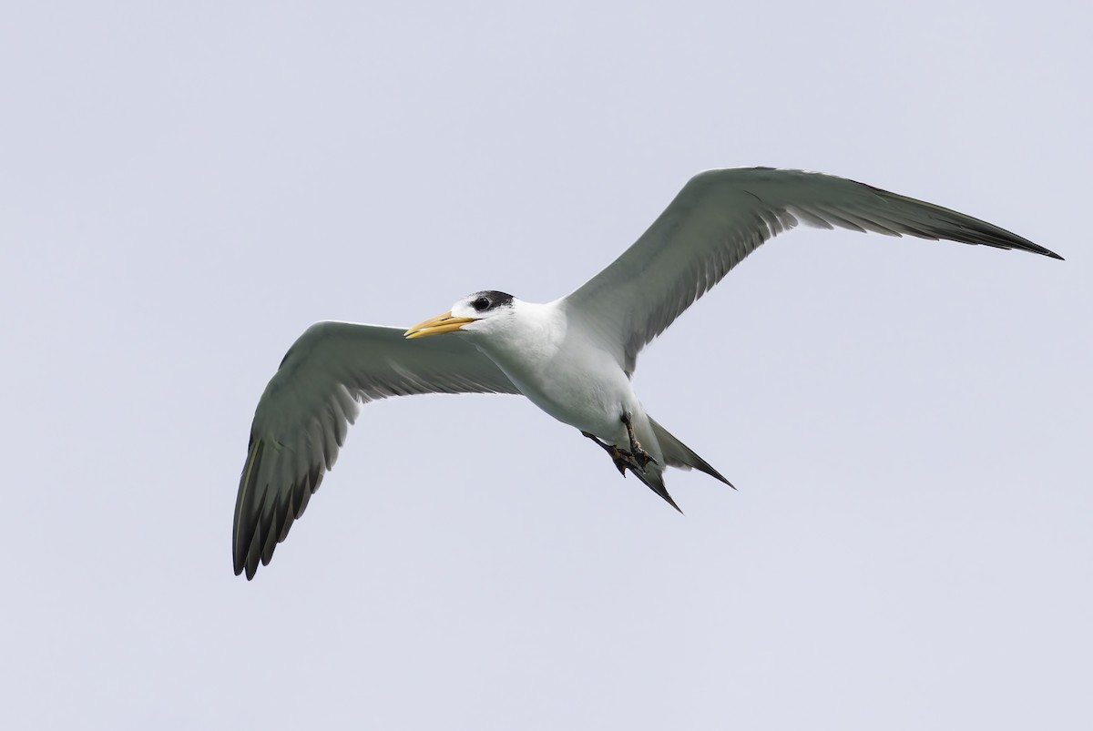 Great Crested Tern - ML637654310