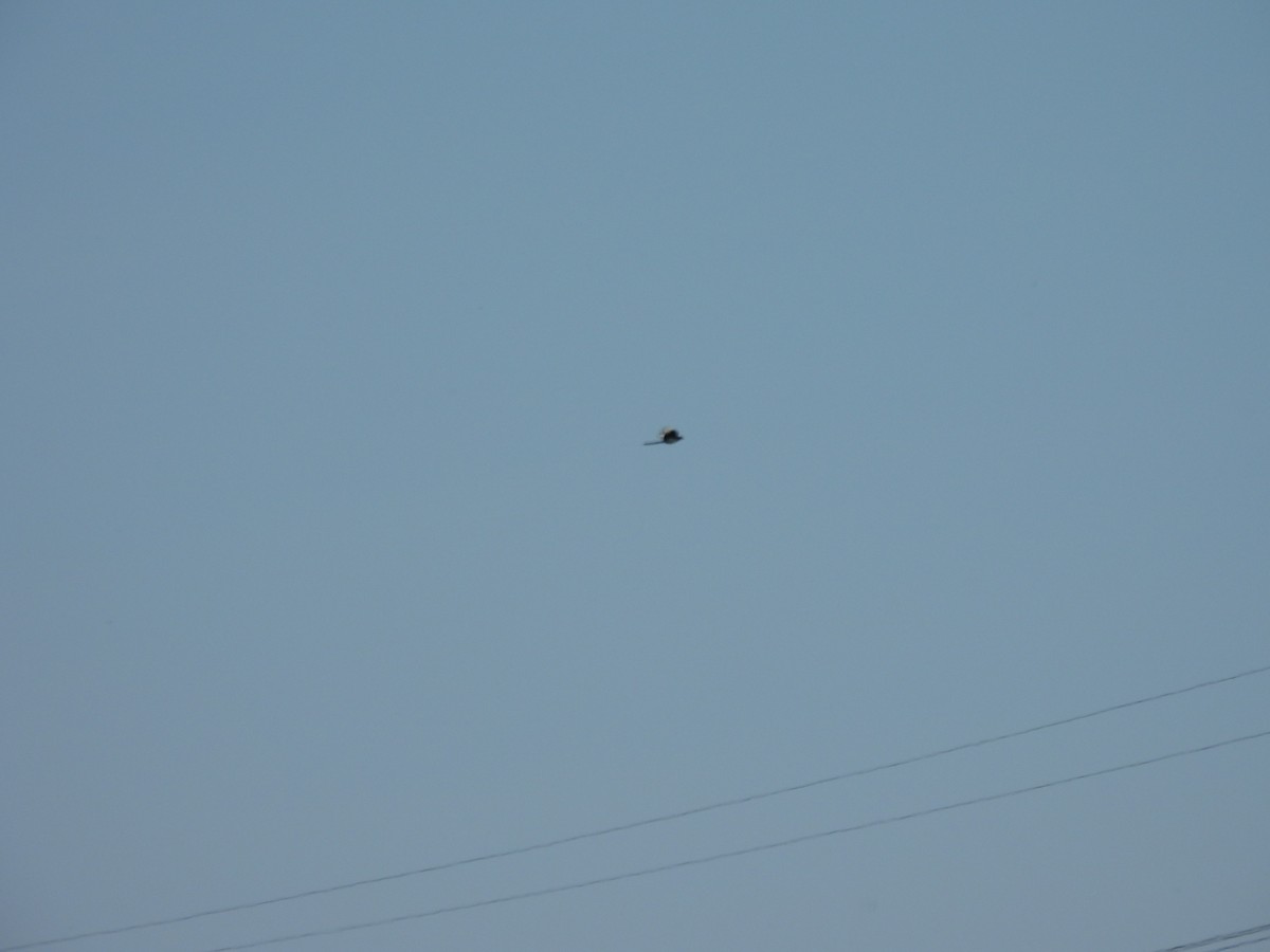 Eurasian Magpie - ML637654324