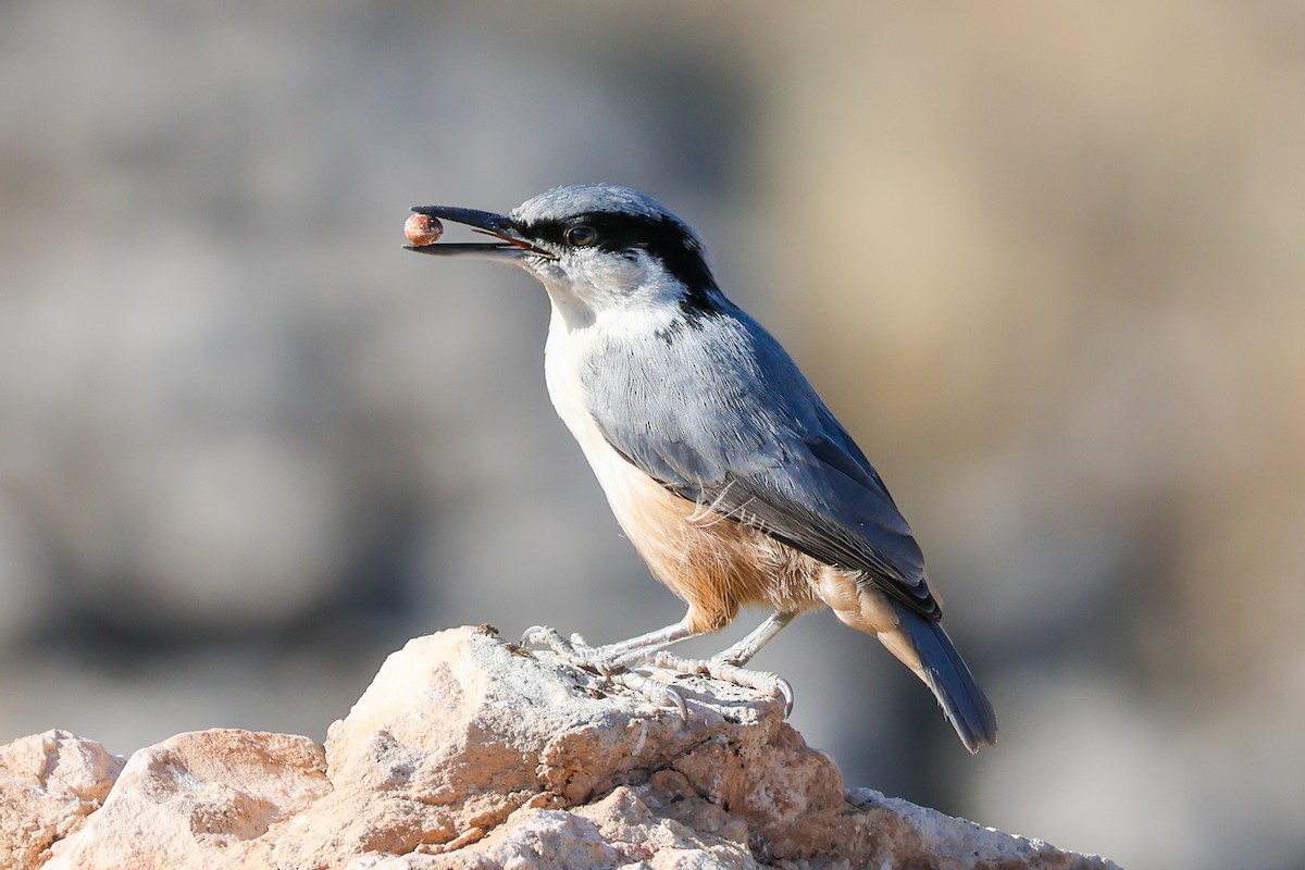 Eastern Rock Nuthatch - ML637654340