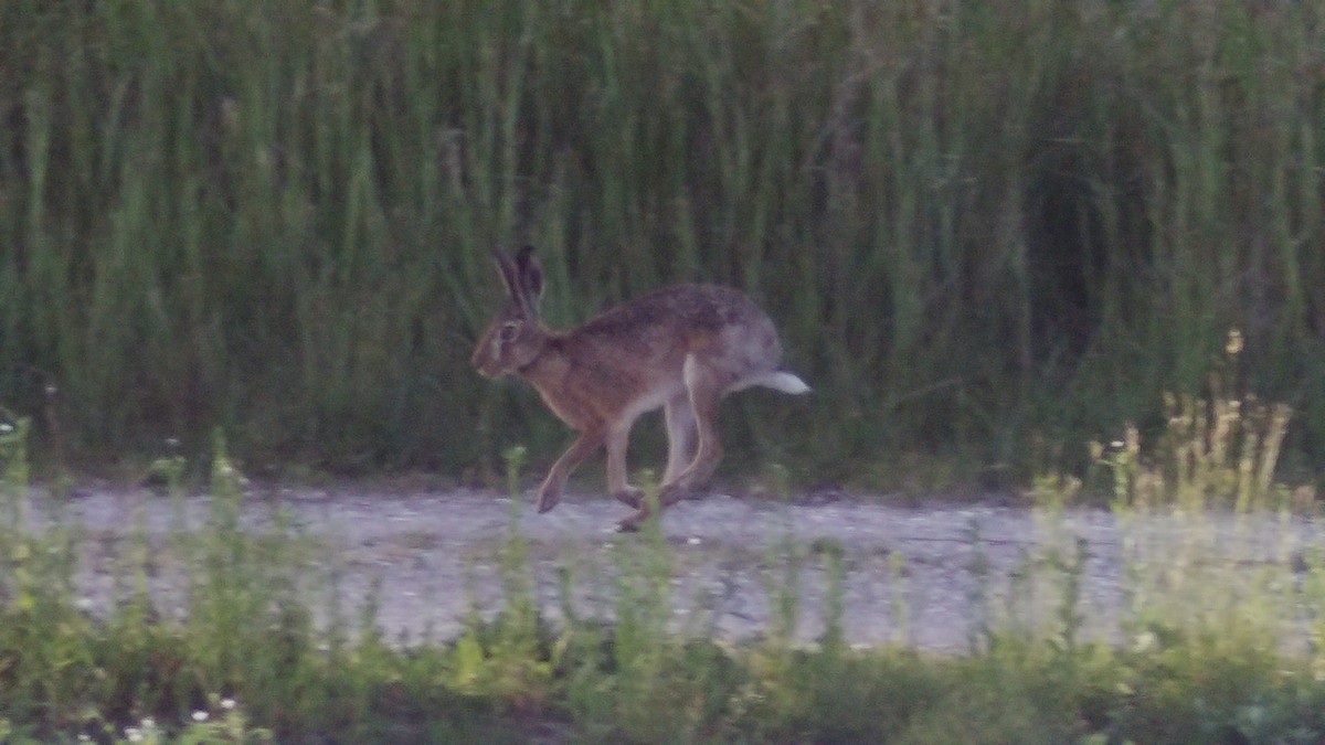 Mammals - ML637654368