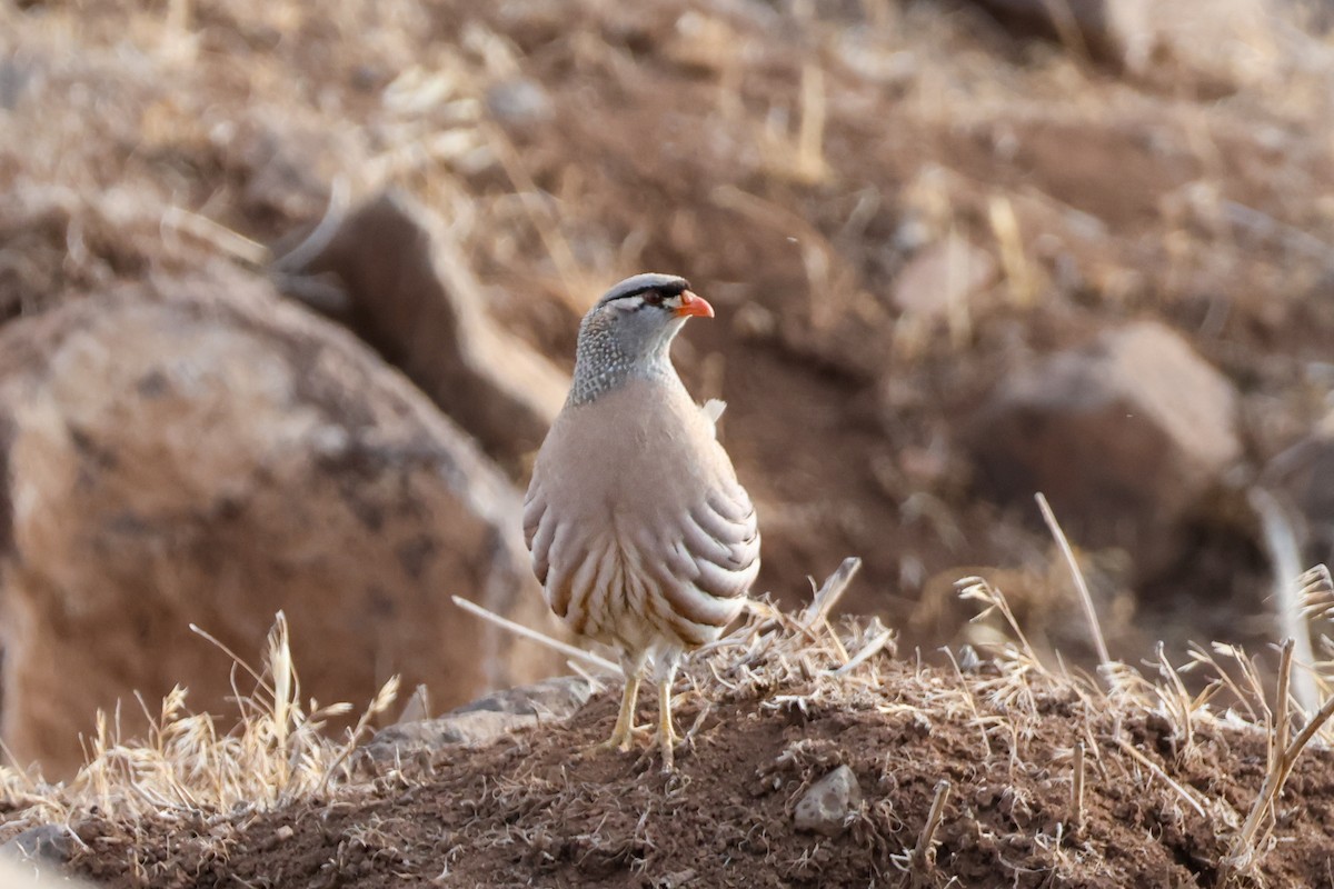 See-see Partridge - ML637654384