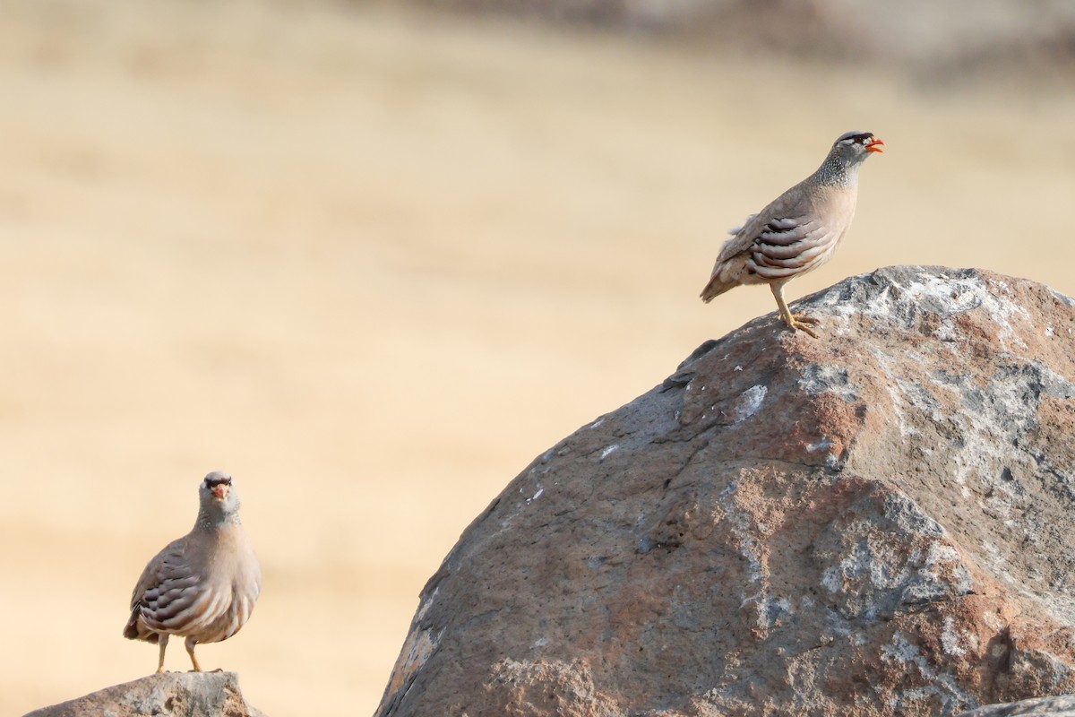 See-see Partridge - ML637654385