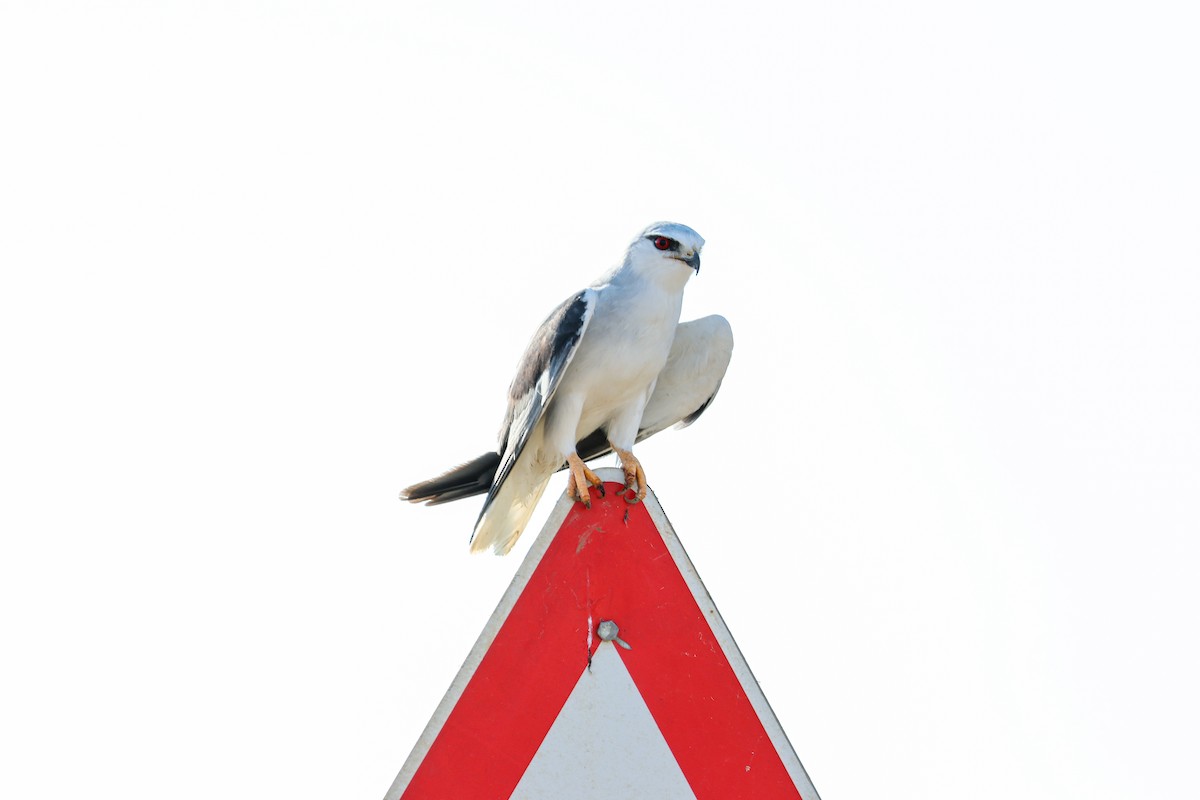 Black-winged Kite - ML637654447