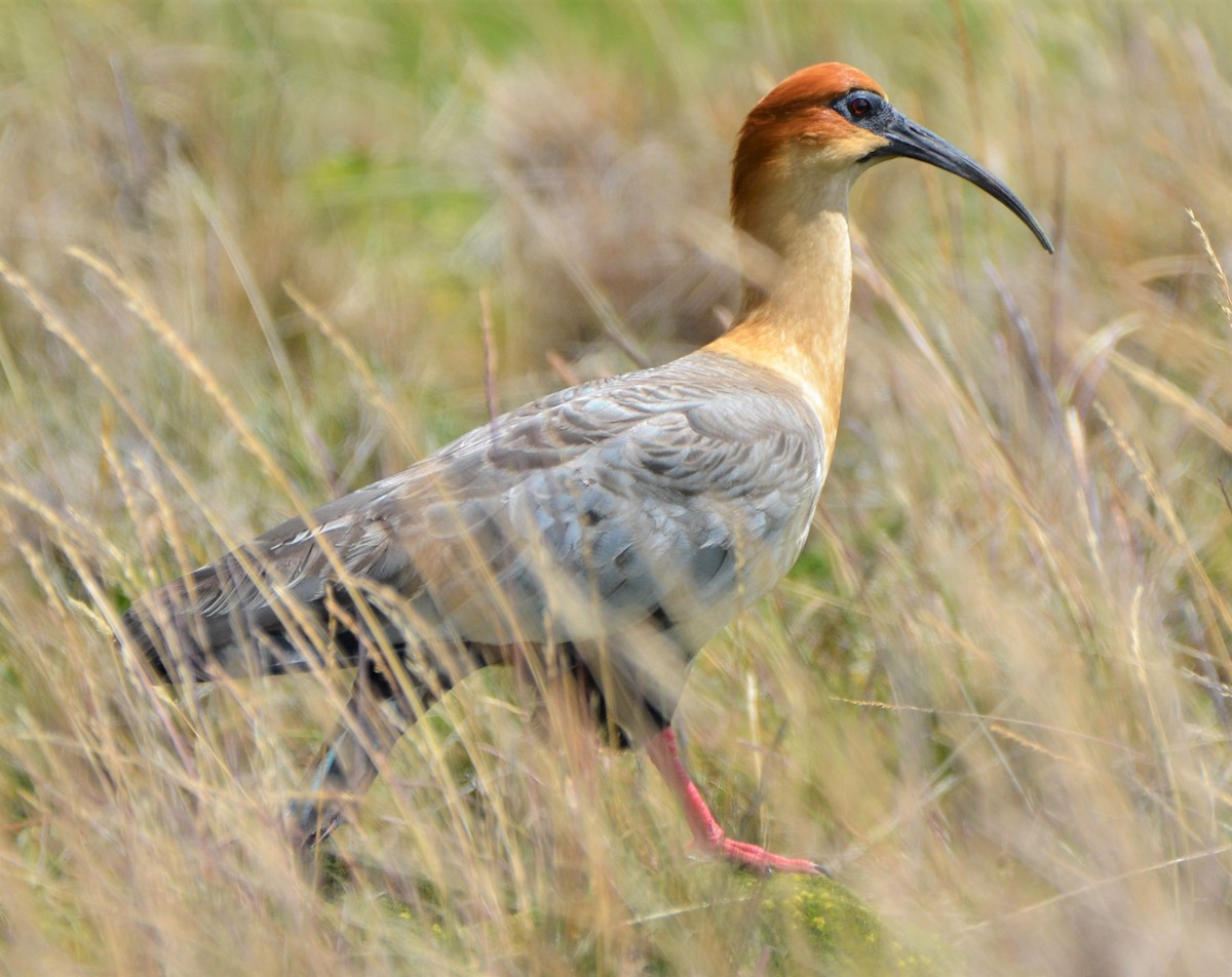 Andean Ibis - ML637654474