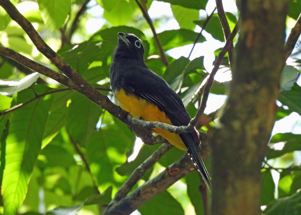 Trogon à tête noire - ML637654526
