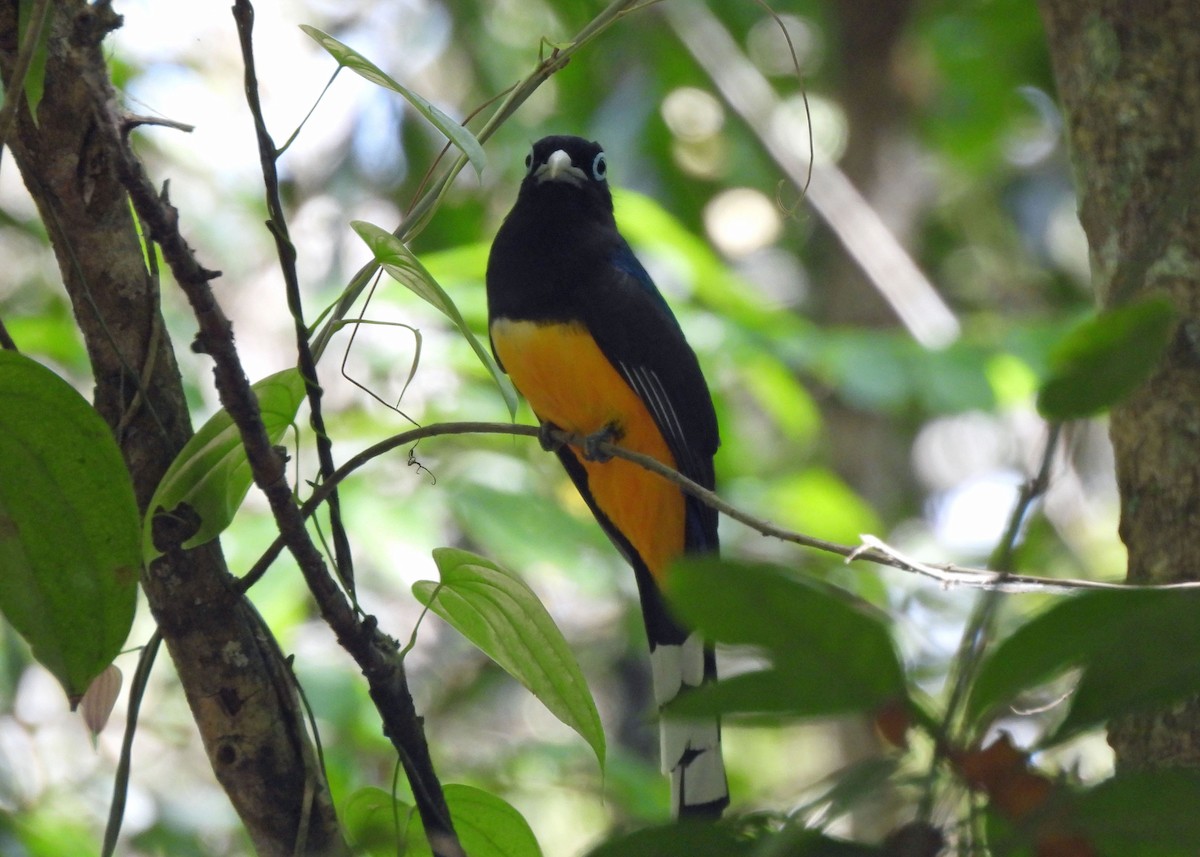 Trogon à tête noire - ML637654530
