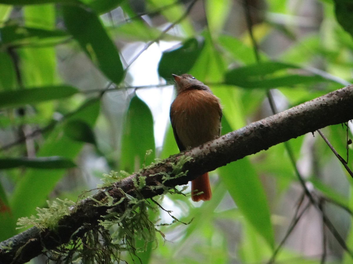 Ruddy-tailed Flycatcher - Ariel  Salinas