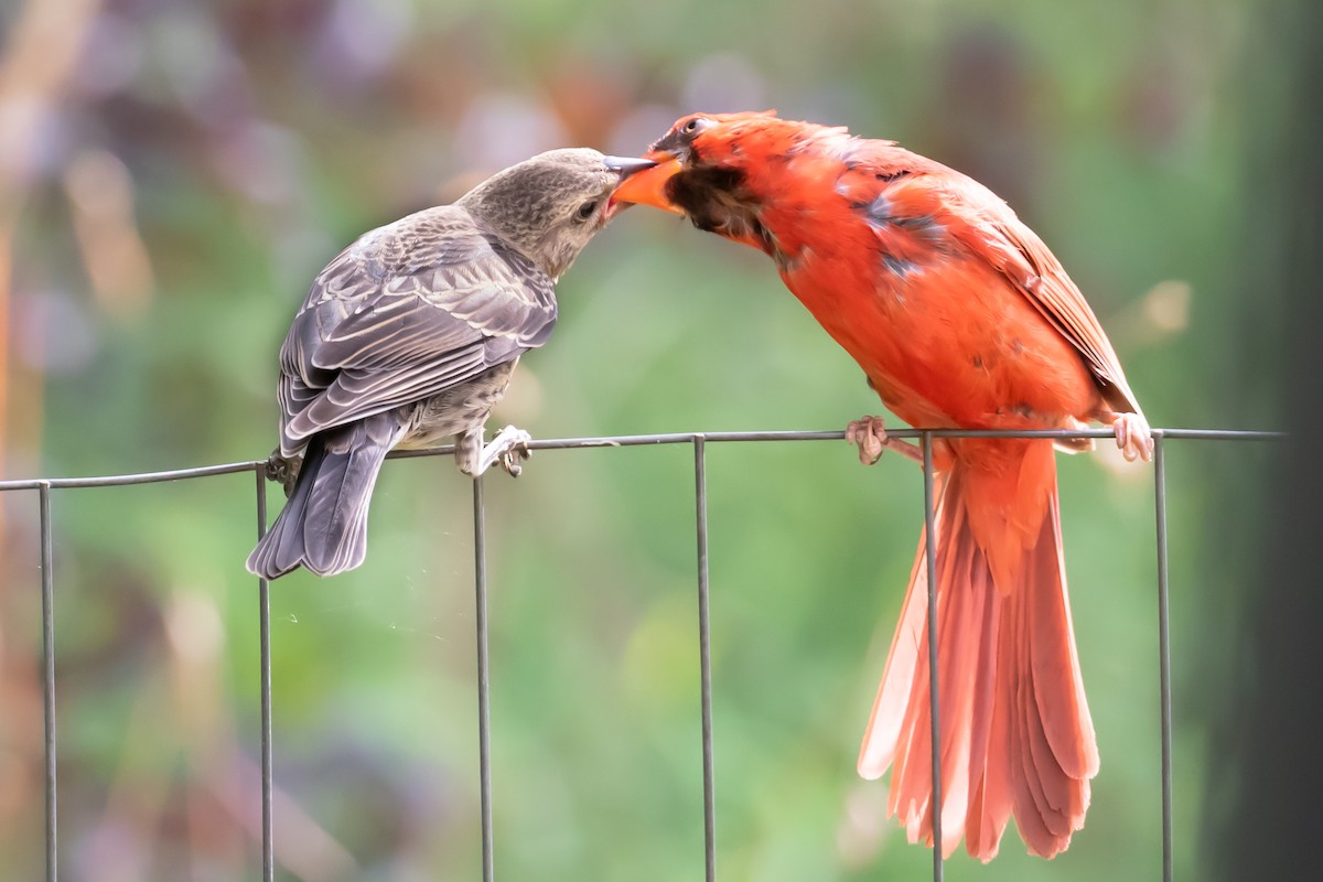 Brown-headed Cowbird - ML637654625
