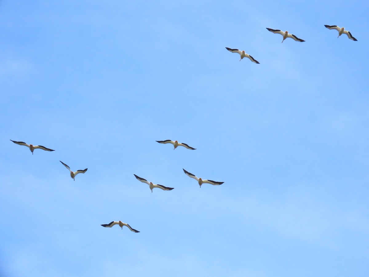 American White Pelican - ML637654645